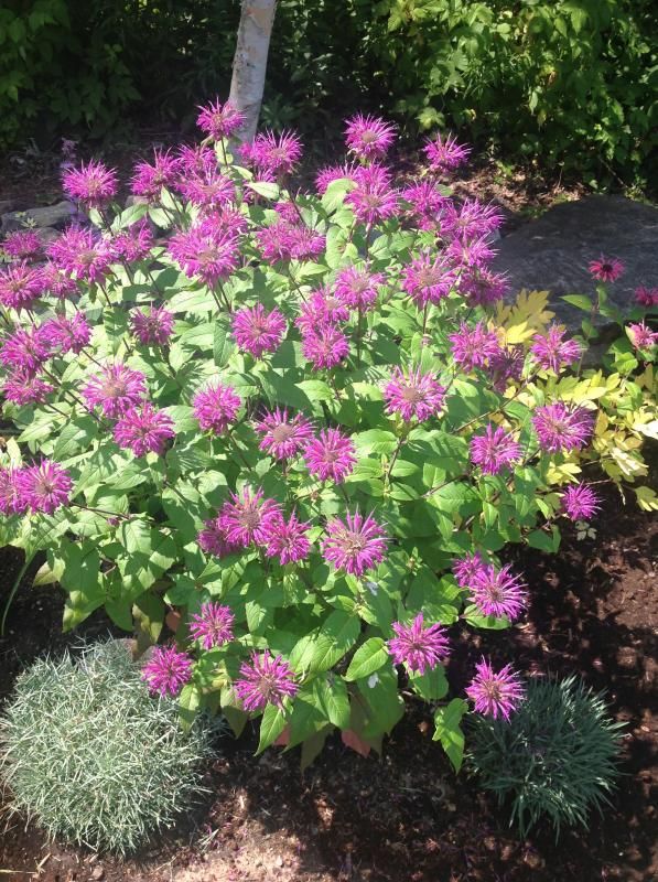 Monarda Blooming photo Monarda3.jpg